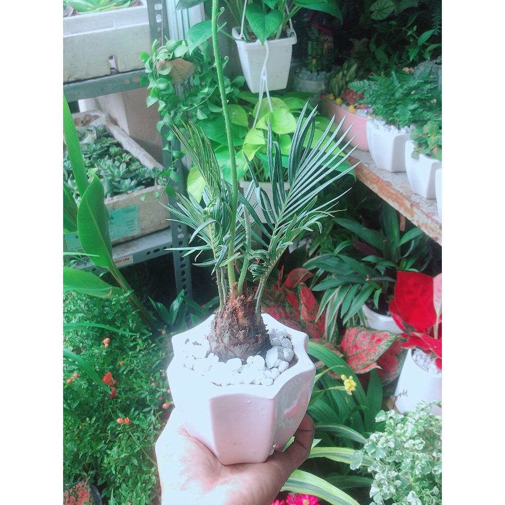 Chậu Cây Thiên Tuế Mini