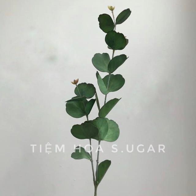 Lá tai voi xịn