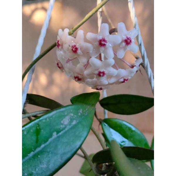 Lan Cẩm cù Carnosa White