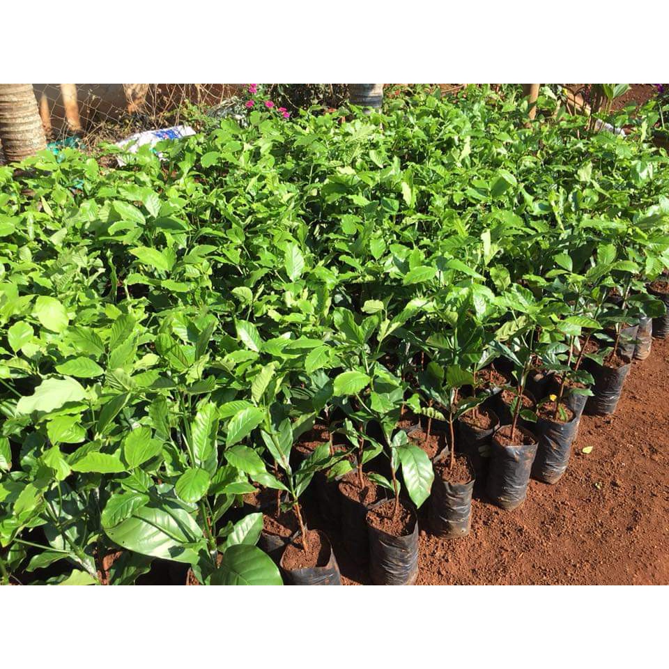 Cây giống cà phê