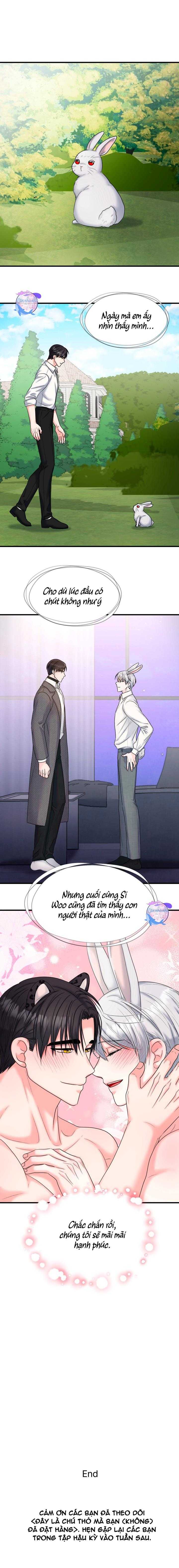 đây là chú thỏ mà bạn (không) đã đặt hàng chapter 25 11