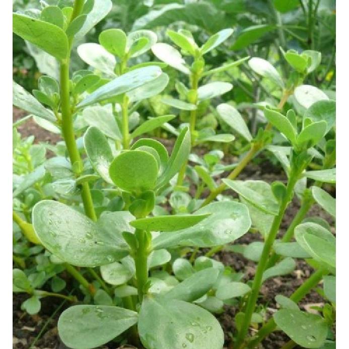 Hạt giống rau sam đất KNS306 - Gói 2gram