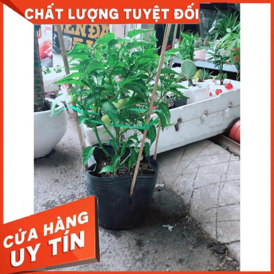 Chậu Ớt Kiểng Biquinho Độc Lạ Ăn Được