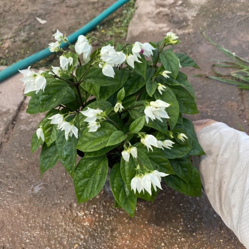 Cây ngọc nữ trồng trong bầu đen sẵn nụ và đang ra hoa