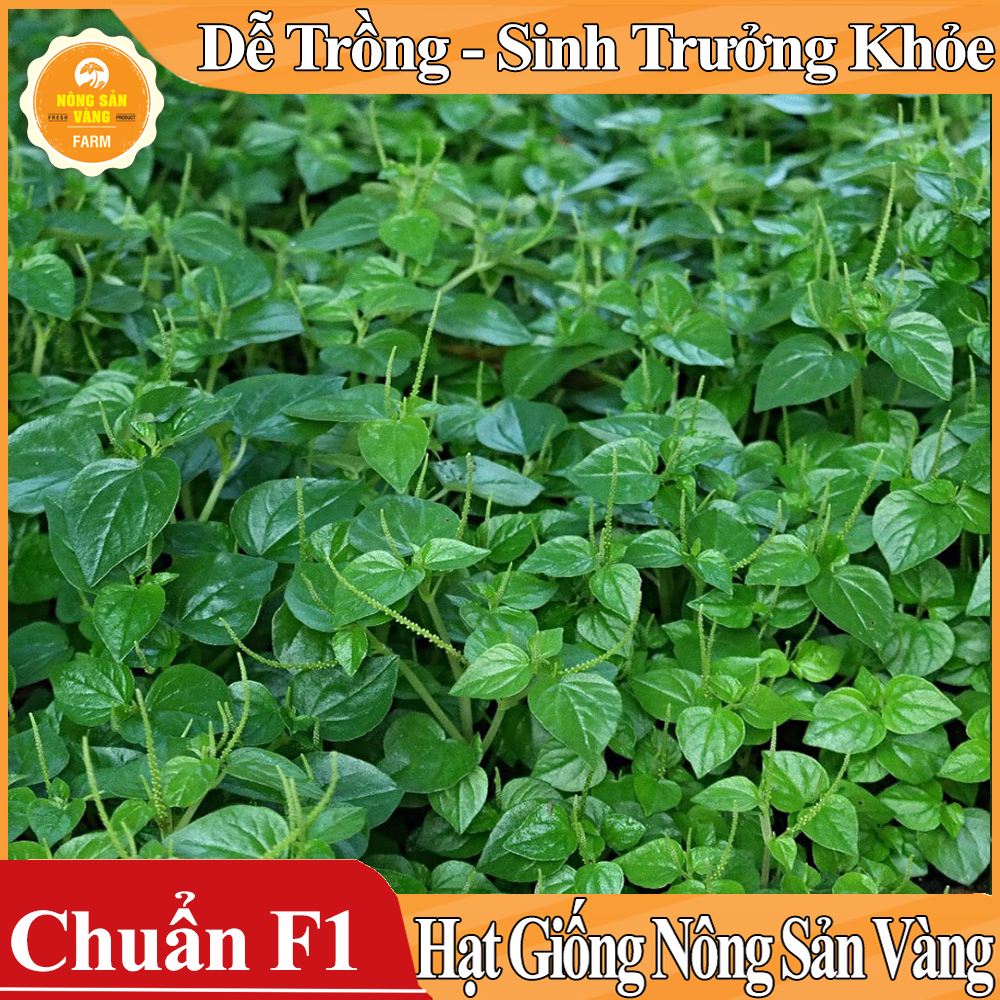 Hạt giống Rau Càng Cua - Nông Sản Vàng