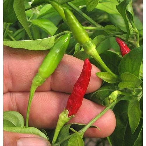 Cây Ớt Hiểm