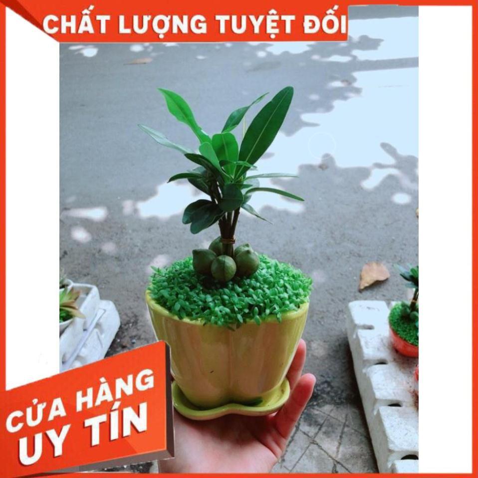 Chậu Cây May Mắn Trái Tim Vàng Nhiều Người Mua