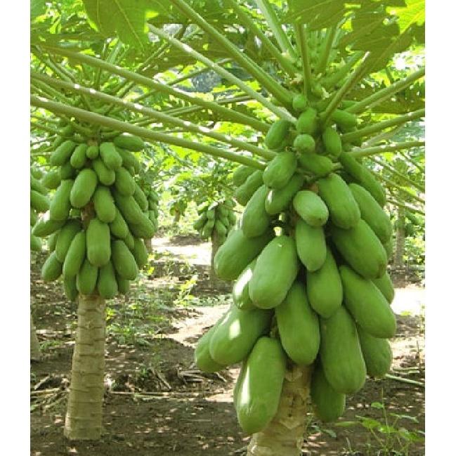 Combo 5 gói Hạt giống đu đủ da xanh lùn siêu trái - Gói 10 hạt-tặng kèm gói phân bón lót