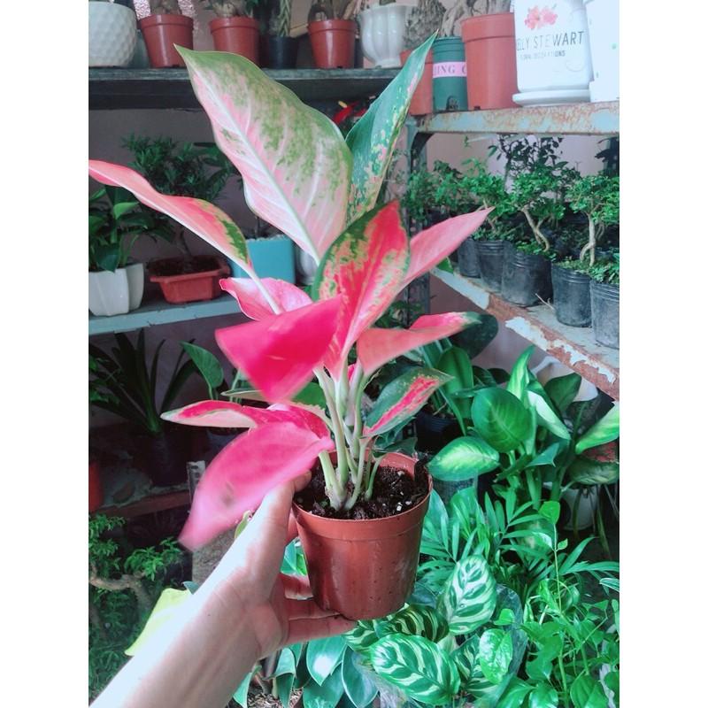 Cây Huyết Rồng