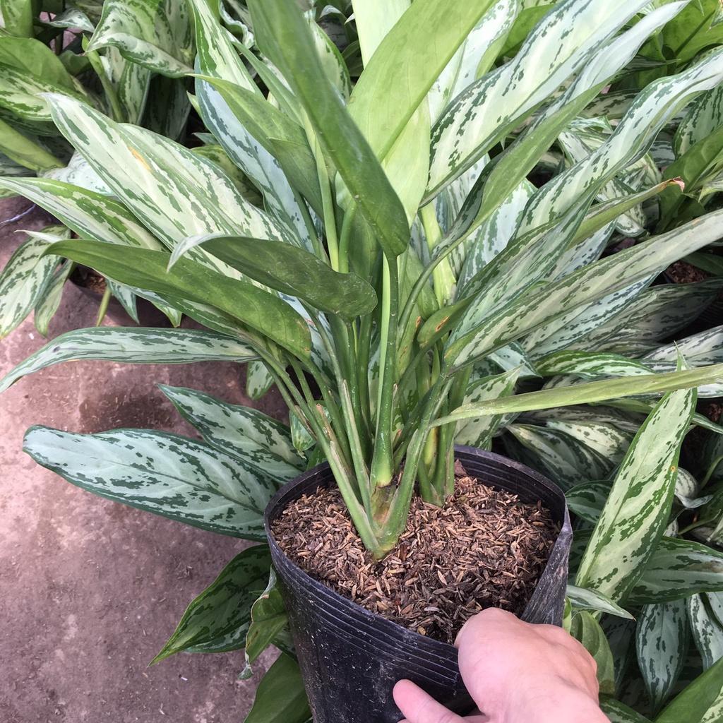 Cây Ngân Hậu Phong Thuỷ Size Lớn 45cm Màu Lá Bắt Mắt,Thích Hợp Trang Trí Nội Thất