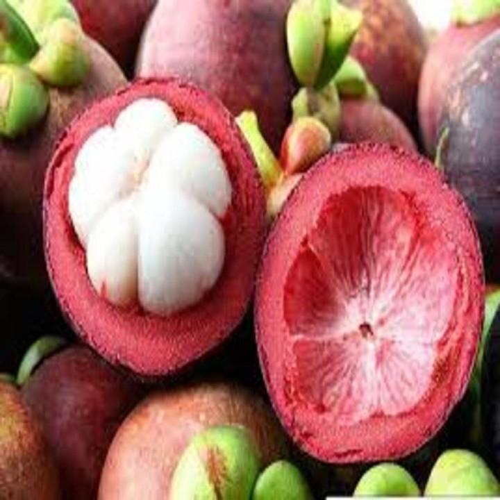 CÂY GIỐNG MĂNG CỤT, HÀNG GỬI ĐI NGUYÊN BẦU