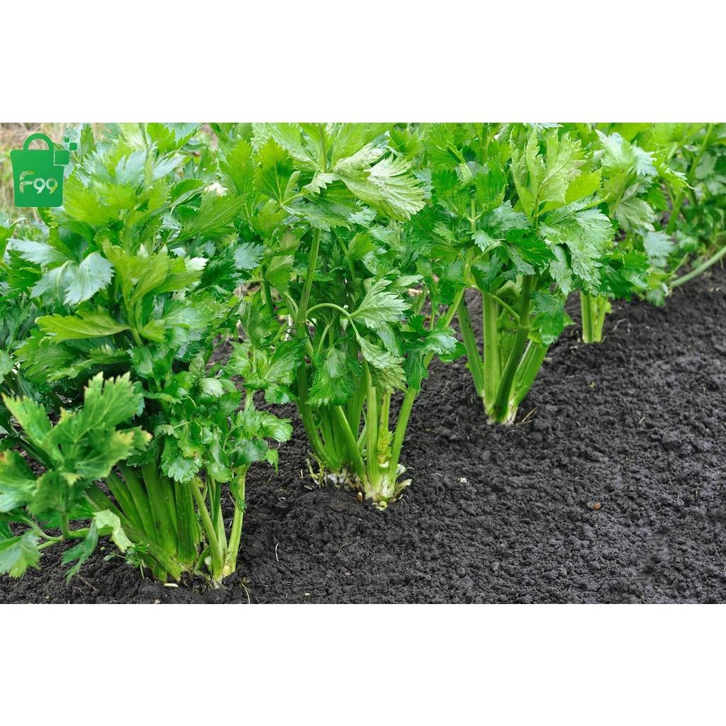 Gói 10g Hạt giống rau cần tây cao sản kháng sâu bệnh - Anh nông dân chính hiệu