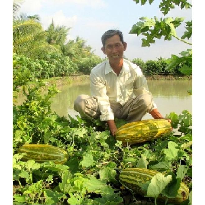 Combo 2 gói  Hạt Giống Dưa Gang -gói 20 hạt/tặng kèm gói phân bón lót