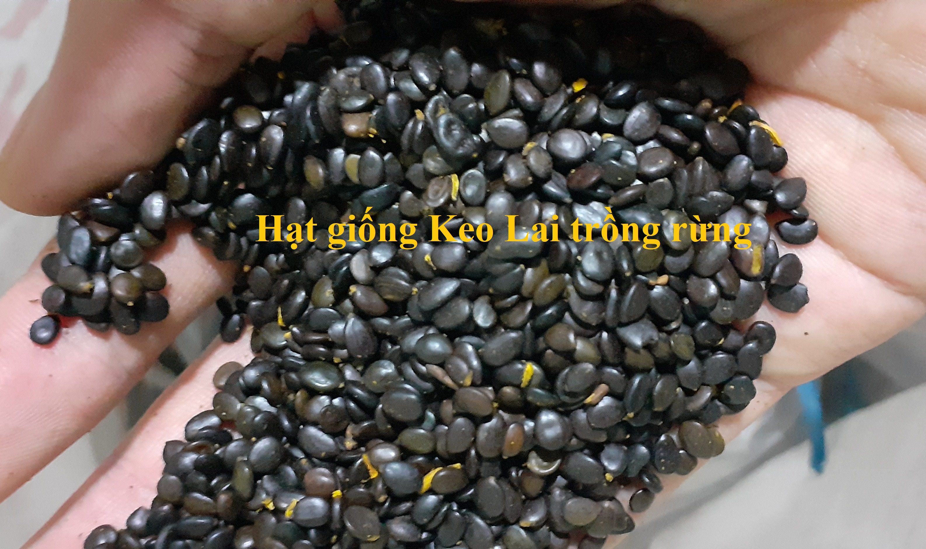 500 gram hạt giống Keo Lai trồng rừng