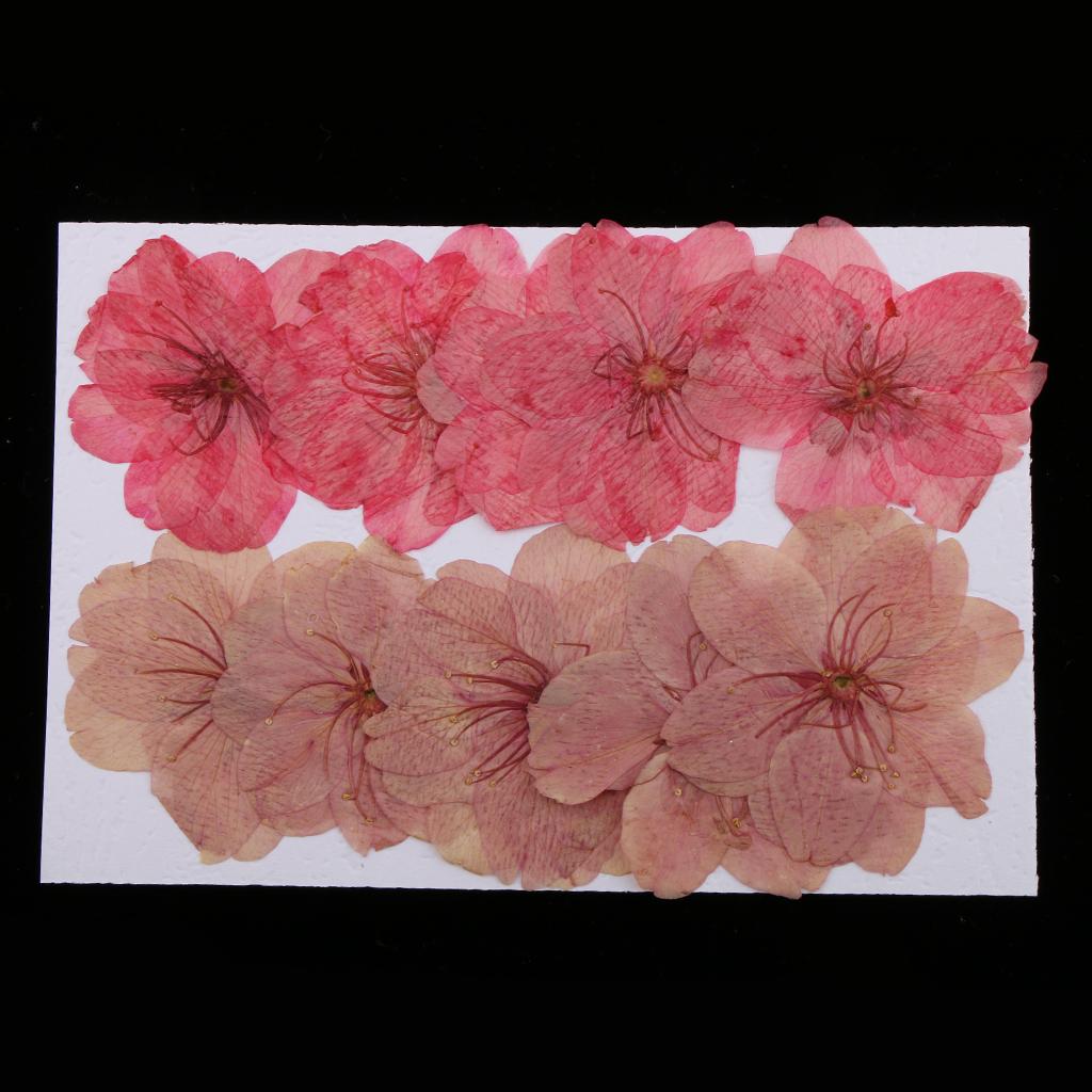 10 Pieces Natural Pressed Dried Sakura Flower Cherry Blossom for DIY Arts Crafts
