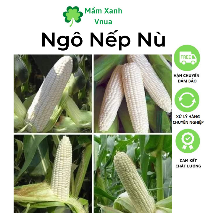 Hạt Giống Bắp Nếp Nù - Ngô Nếp Nù - Gói 50gr