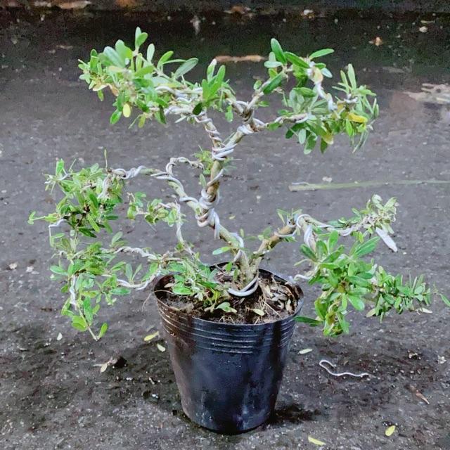 Linh Sam Bonsai