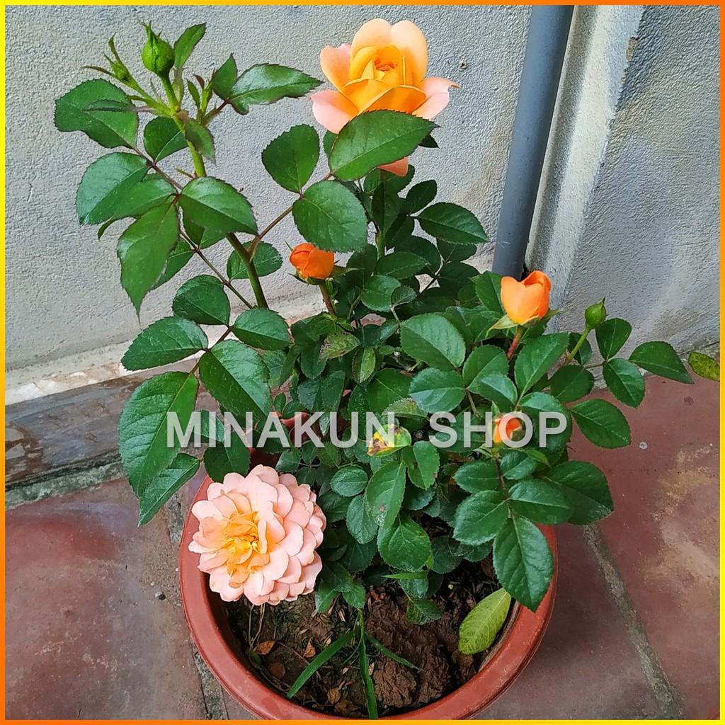 Hoa hồng Tezza cam cá hồi - Cây trồng ổn định sẵn trong chậu MinaKun Shop