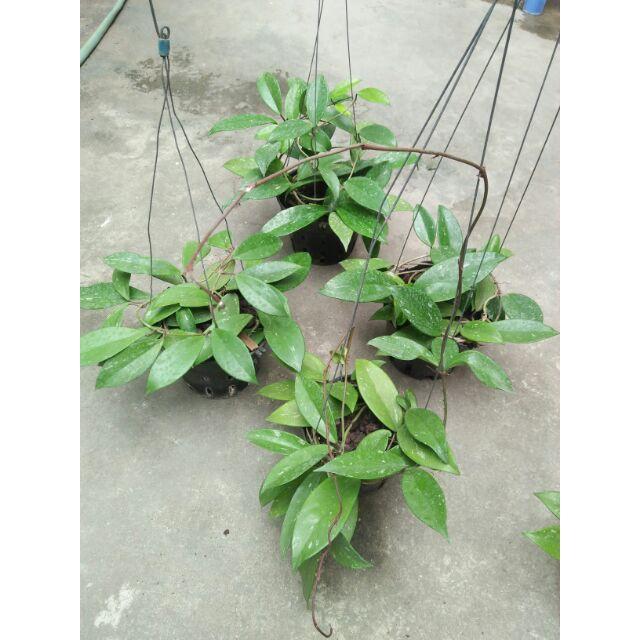 Sản Phẩm hoa lan cẩm cù hoa đỏ 60k/ 1 chậu