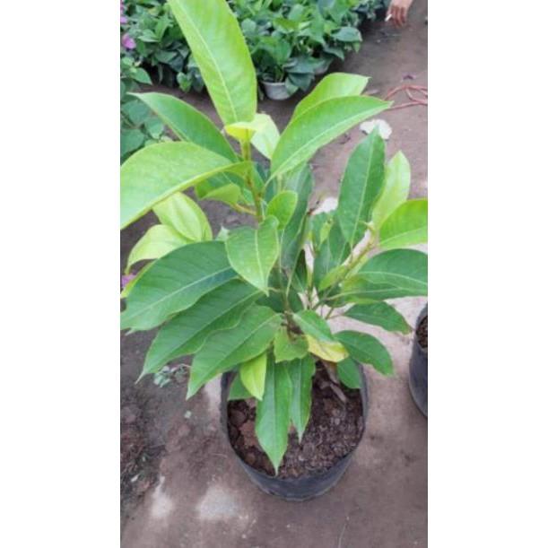 Sản phẩm CÂY HOA NGỌC LAN