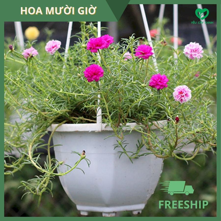 Chậu Treo Cây Hoa Mười Giờ thái mix nhiều màu