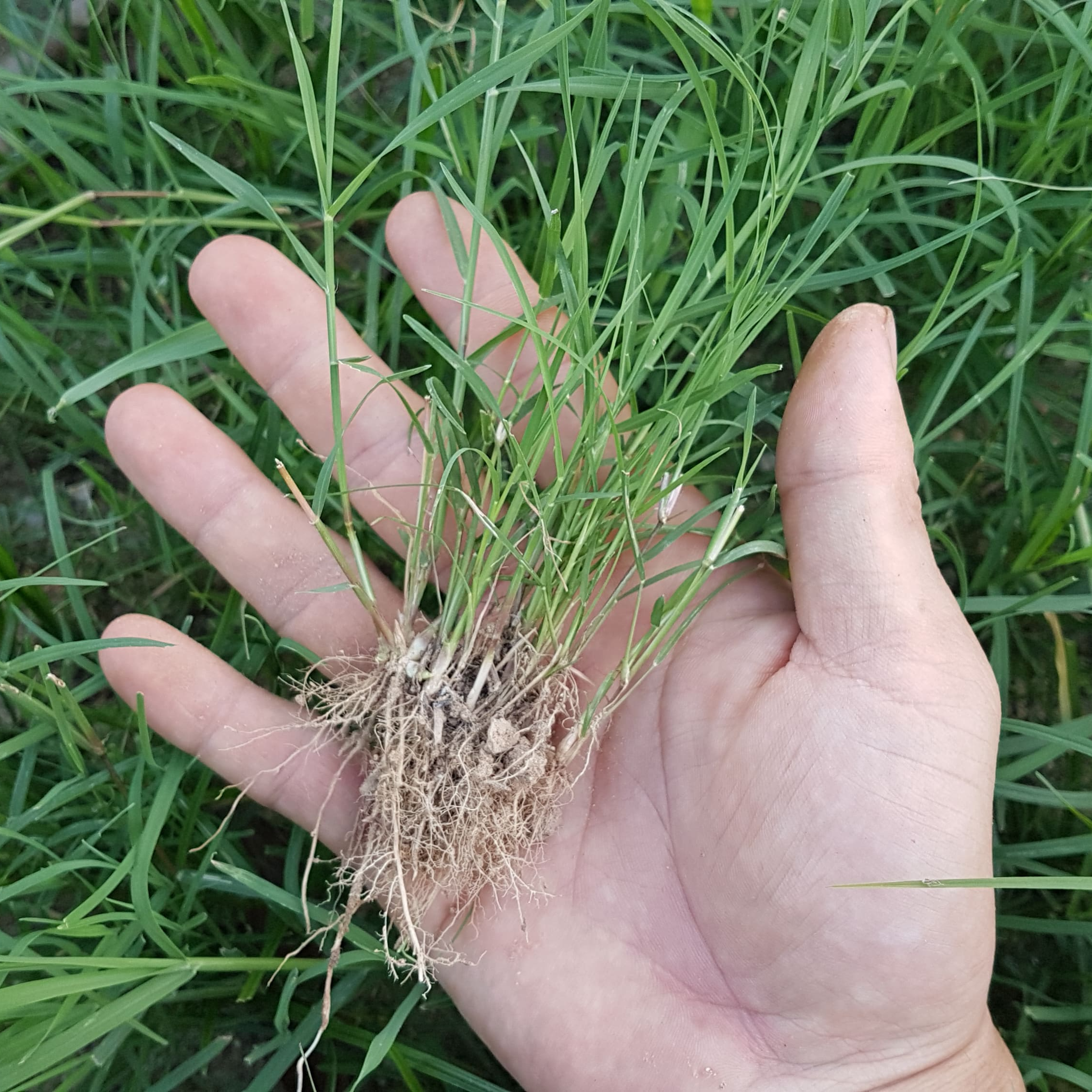 HẠT GIỐNG CỎ THẢM BERMUDA XANH - CỎ THẢM TRANG TRÍ SÂN VƯỜN, SÂN BÓNG, CỎ CHĂN NUÔI
