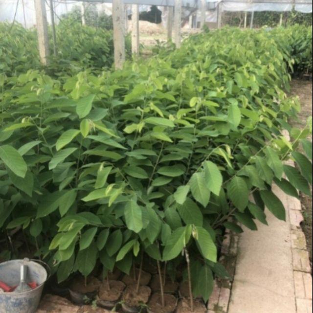 Cây na đài loan