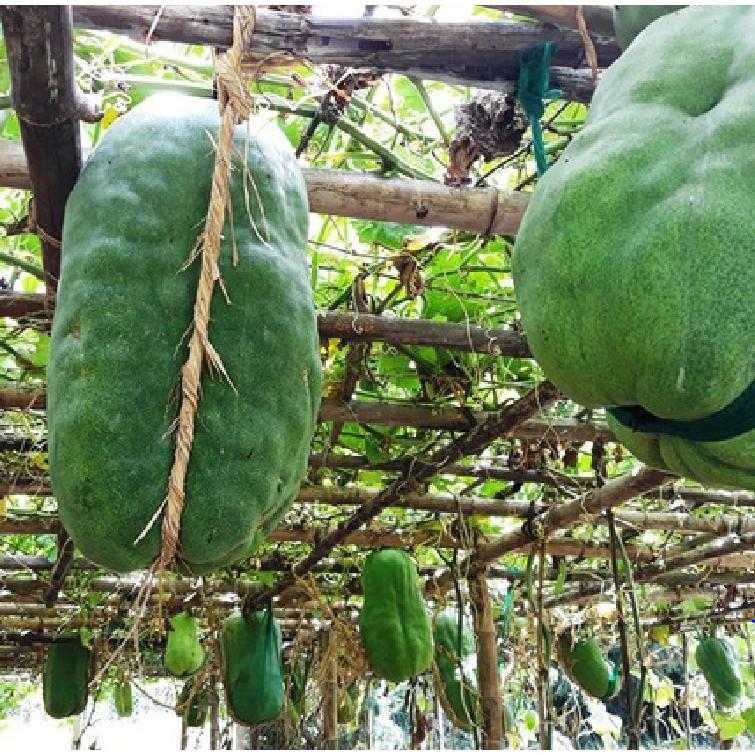 Hạt giống bí đao xanh khổng lồ - 1 gói 10 hạt