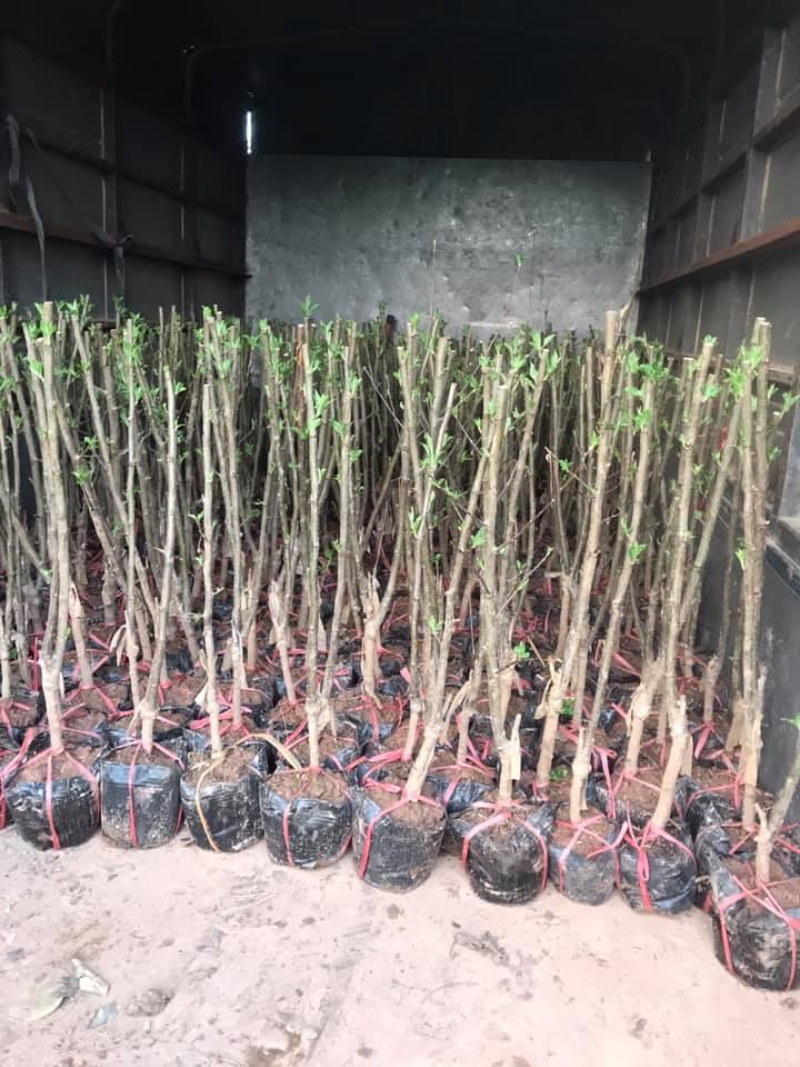Cây táo đỏ lùn ra trái sau 6 tháng
