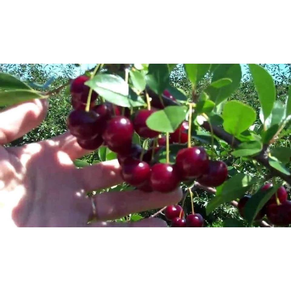 CÂY GIỐNG CHERRY BẦU NHỎ.