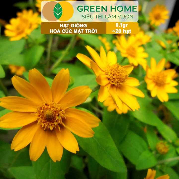 Hạt Giống Hoa Cúc Mặt Trời GreenHome, Gói 0.1g~20 hạt, Dễ Trồng Quanh Năm, Tỷ Lệ Nảy Mầm Cao H15