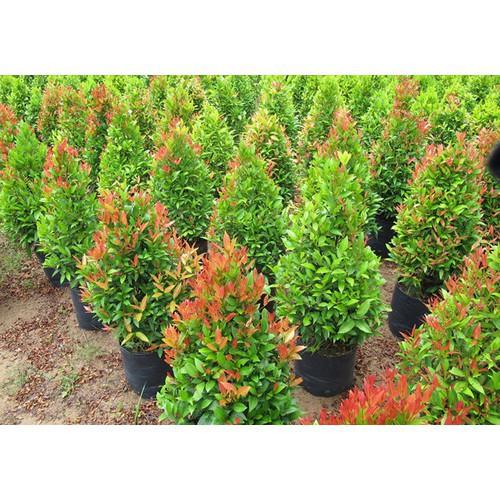 CÂY HỒNG LỘC, CÂY HỒNG LỘC - LOÀI CÂY MANG LẠI HỒNG PHÚC CHO GIA CHỦ