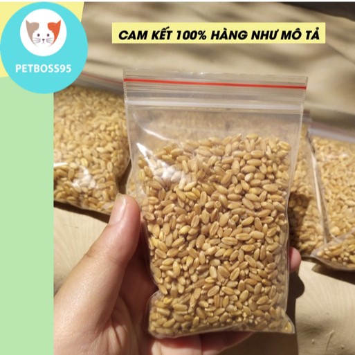 Hạt giống cỏ mèo từ hạt lúa mạch (50g/gói)