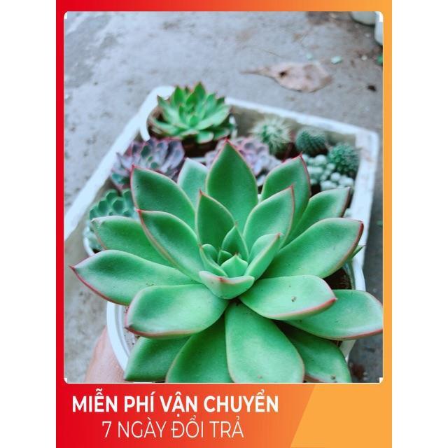 Sen Đá Viền Đỏ