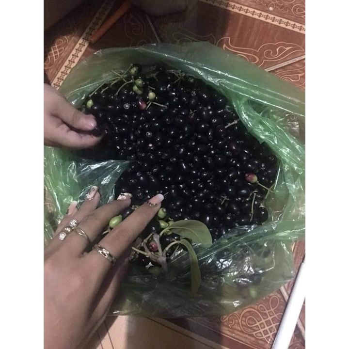 CÂY GIỐNG TRÂM GỐI LÙN TỨ QUÝ