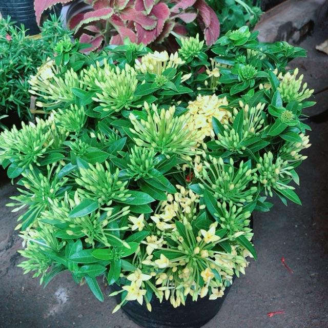 Chậu hoa trang thái màu vàng