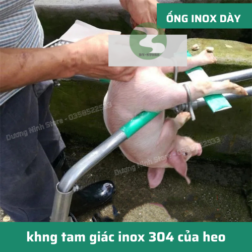 Giá thiến heo đỡ lợn con bằng inox 304 DN19