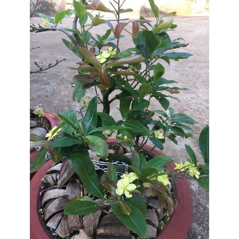 Phân Bón Mai Siêu Bung Đọt Ra Rể, Dưỡng Cây Và Phục Hồi Mai