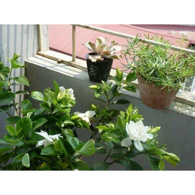 Cây giống Hoa Dành Dành tặng 2 cây chè xanh