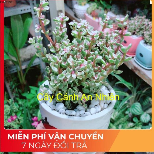 Chậu Đô La Hồng 2