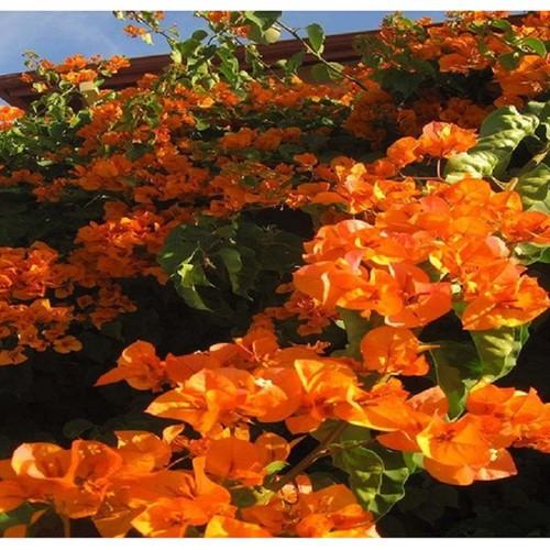 HOA GIẤY MÀU CAM,HOA GIẤY MÀU CAM - chậu đang hoa -