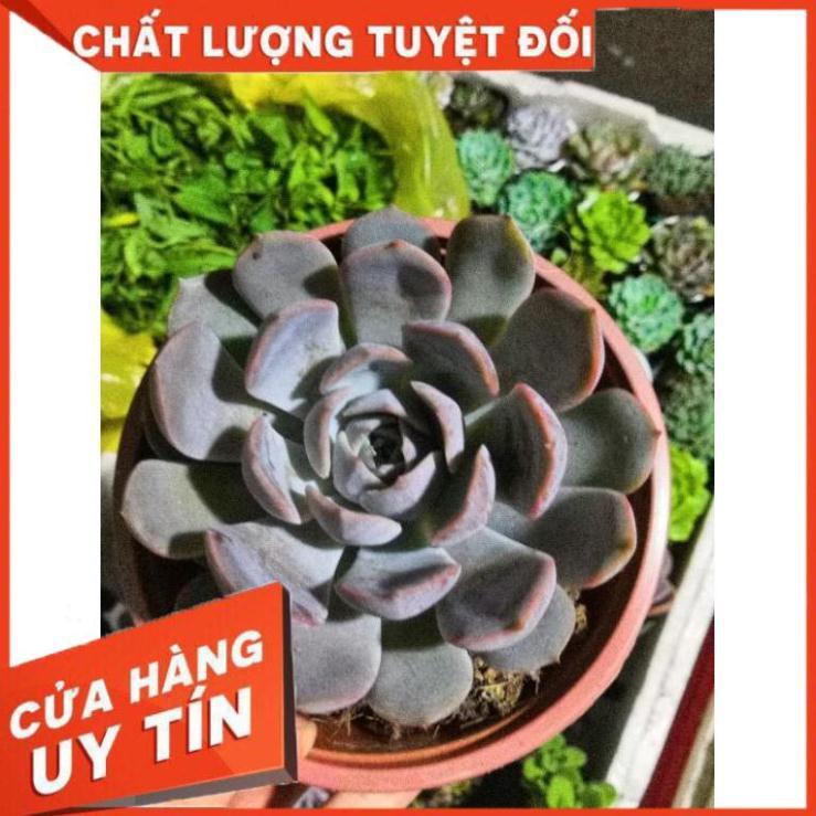Sen đá tím cánh cứng size đại kèm chậu sứ trắng Nhiều Người Mua