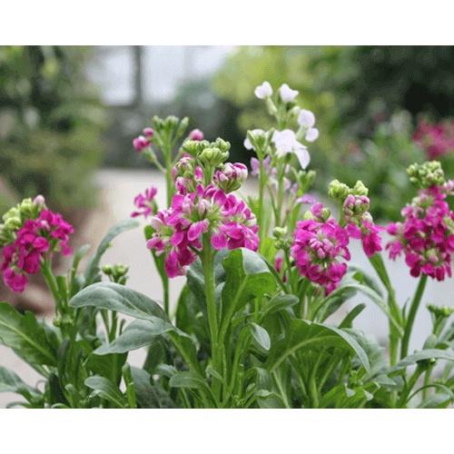 Hạt giống hoa hoàng anh nhiều màu -1 gói 30 hạt