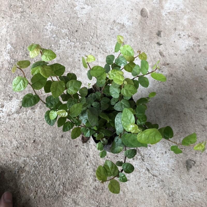 CÂY VẢY ỐC TRỒNG BỊCH ĐEN NHIỀU NGỌN SUM SUÊ DÀI 15-20CM CÂY SỐNG KHỎE THÍCH HỢP LÀM CÂY LEO BÁM
