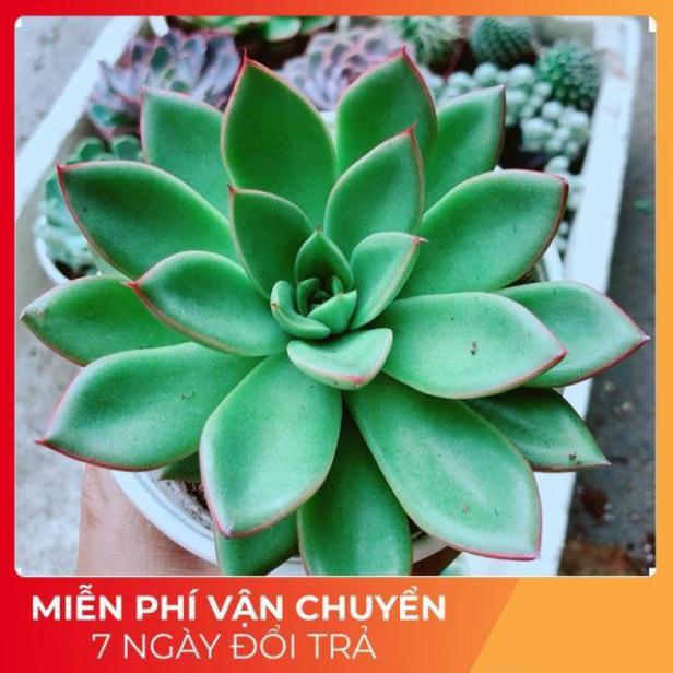 Sen Đá Viền Đỏ