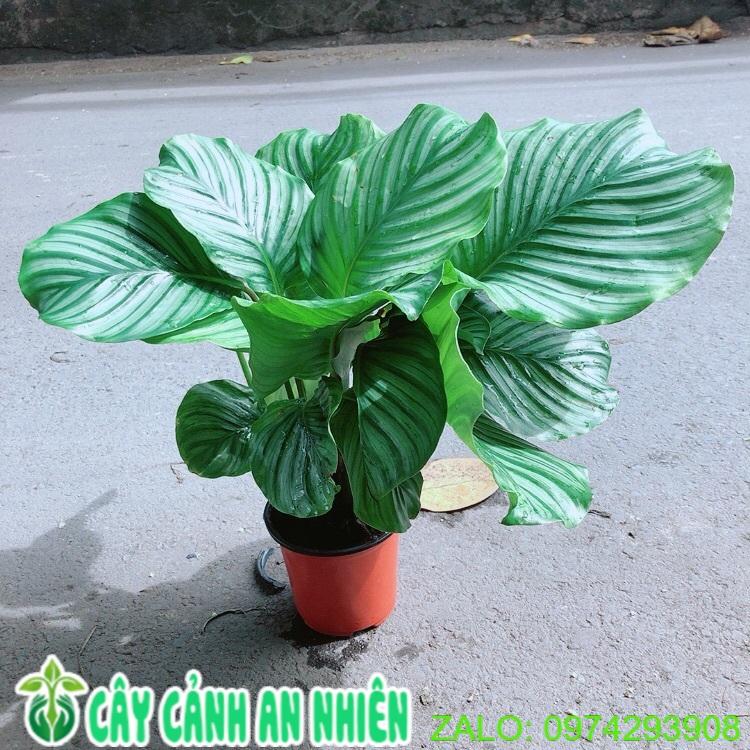 Đuôi Công Táo Xanh