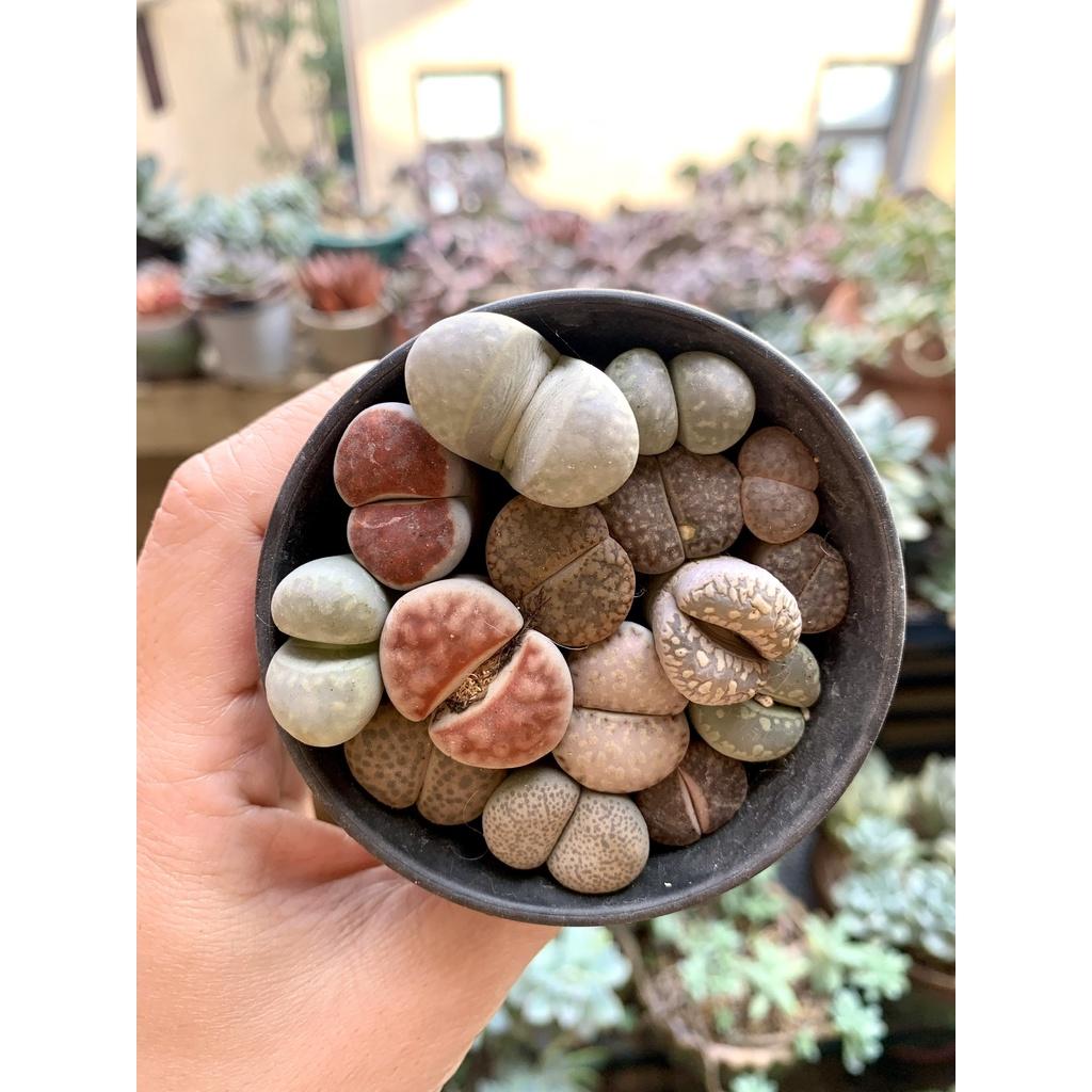 Sen Mông các màu cute xinh xỉu