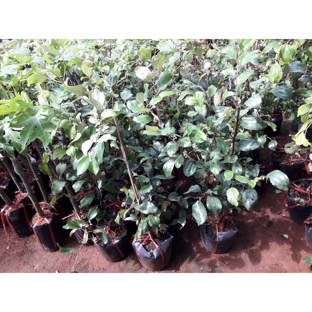 CÂY GIỐNG TÁO THÁI ĐANG RA HOA CÂY CAO GẦN HƠN 1M.
