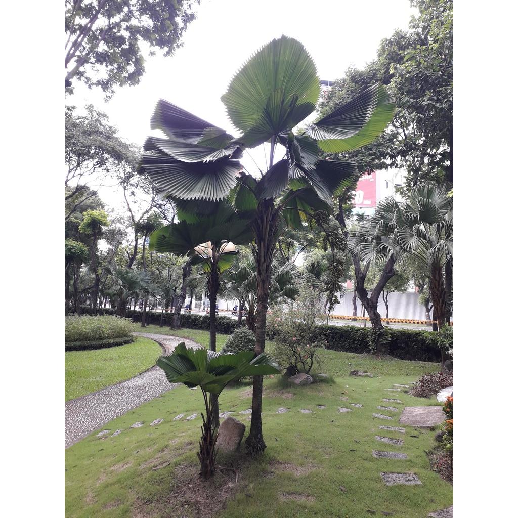 CÂY KÈ NHẬT - CÂY GIỐNG