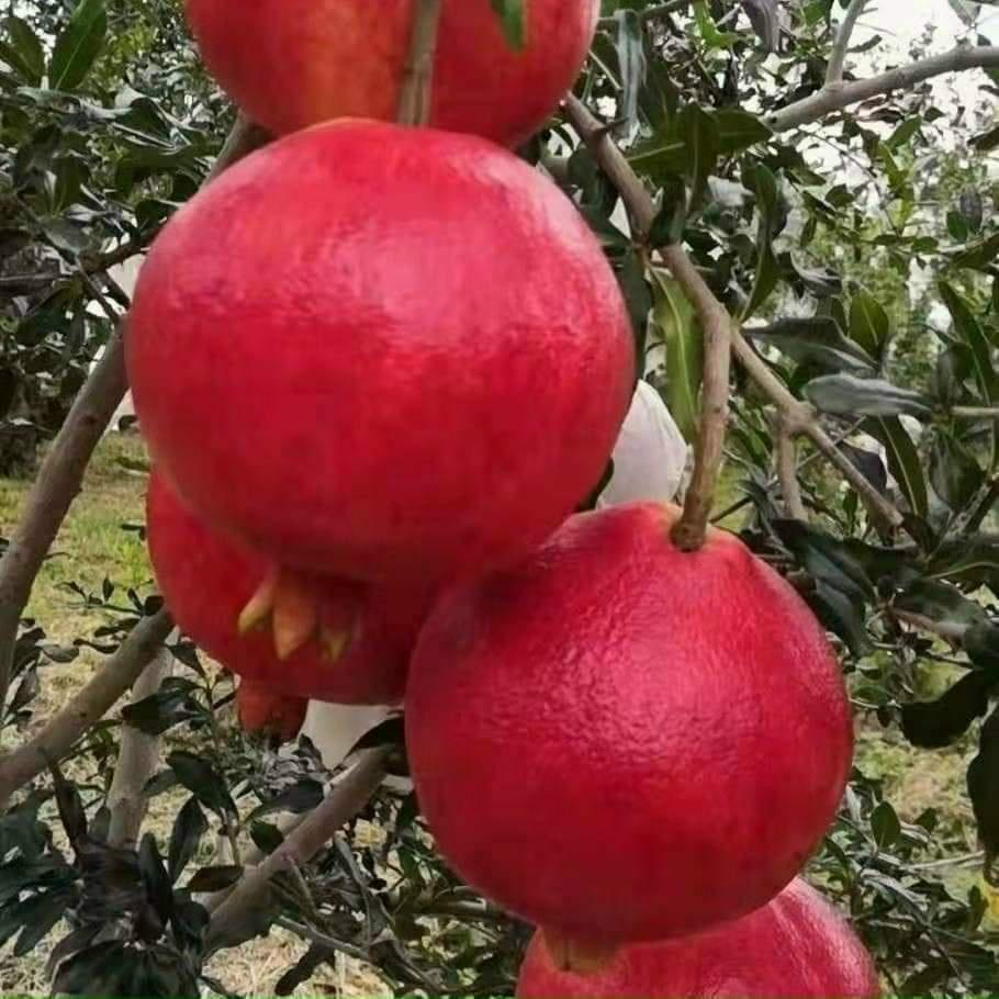 Cây Giống Lựu PeRu